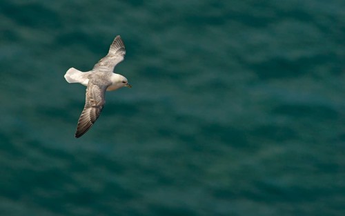 Northern Fulmar (Fulmarus glacialis) in flight