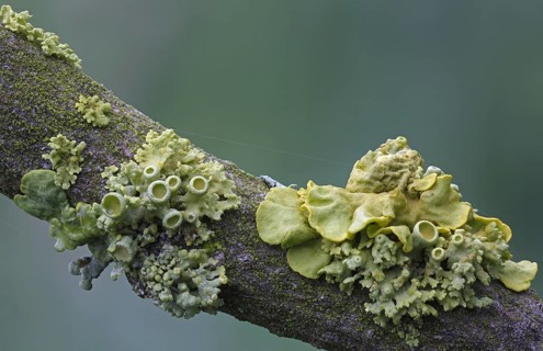 Yellow lichens (Xanthoria polycarpa)