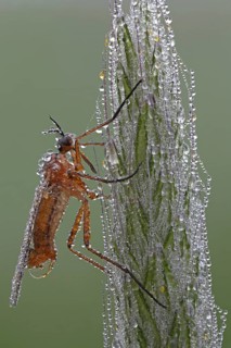Dagger Fly or Balloon Fly (Empididae)