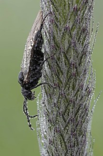 Sawfly (Tenthredinidae)