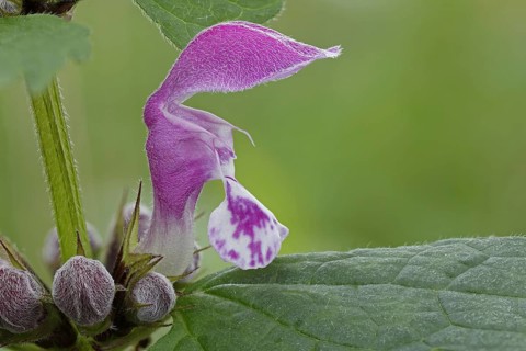 Flower of Purple Deadnettle or Purple Archangel (Lamium purpureum)