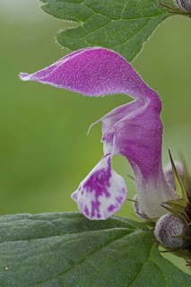 Flower of Purple Deadnettle or Purple Archangel (Lamium purpureum)