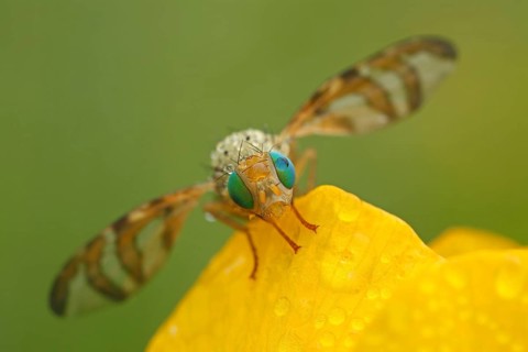 Fruit fly (Orellia tussilaginis)