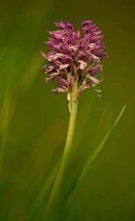 Blooming Three-toothed Orchid (Orchis tridentata)