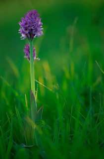 Blooming Three-toothed Orchid (Orchis tridentata)