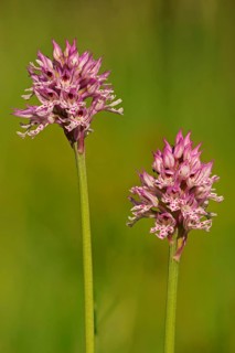 Blooming Three-toothed Orchid (Orchis tridentata)