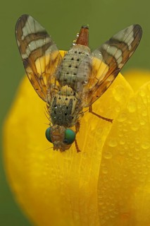 Fruit fly (Orellia tussilaginis)