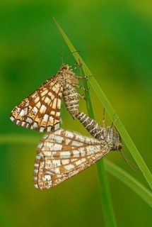 Latticed Heath (Chiasmia clathrata