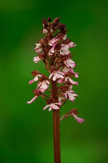 Blooming Purple Orchid (Orchis purpurea)