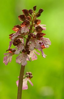 Lady Orchid (Orchis purpurea)