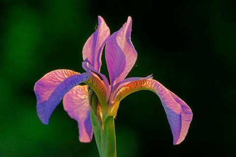 Siberian Iris (Iris sibirica)