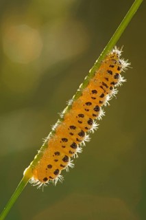 Caterpillar of a Six-spot Burnet Moth (Zygaena filipendulae)