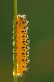 Caterpillar of a Six-spot Burnet Moth (Zygaena filipendulae)