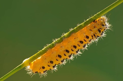 Caterpillar of a Six-spot Burnet Moth (Zygaena filipendulae)
