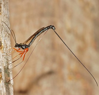 Ichneumon Wasp (Ephialtes manifestator) in the oviposition