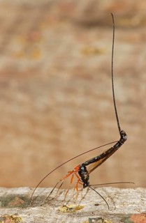 Wood wasp (Ephialtes manifestator) in the oviposition