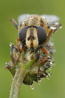 Hoverfly (Helophilus pendulus)