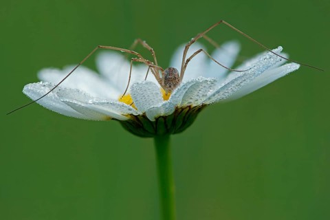 Harvestman (Opiliones sp.)