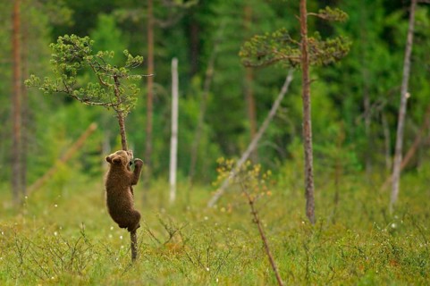 Brown Bear (Ursus arctos)
