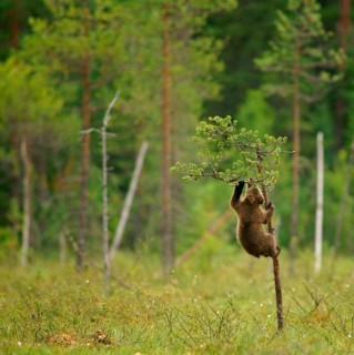 Brown Bear (Ursus arctos)