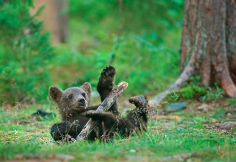 Brown Bear (Ursus arctos)