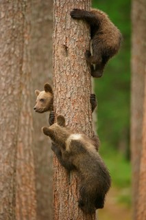 Brown Bears (Ursus arctos)