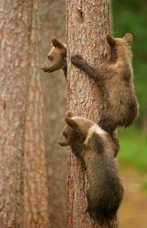 Brown Bears (Ursus arctos)