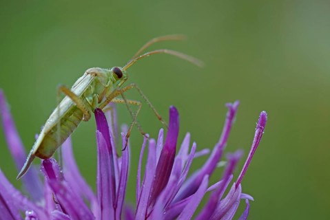 Alfalfa Plant Bug (Adelphocoris lineolatus)