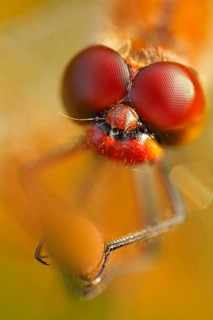 Ruddy Darter (Sympetrum sanguineum)