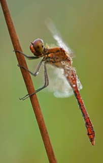 Ruddy Darter (Sympetrum sanguineum)