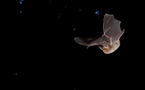 Bechstein's Bat (Myotis bechsteinii)