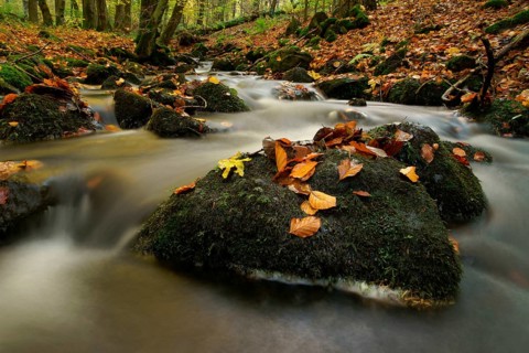 Nidda river in autumn