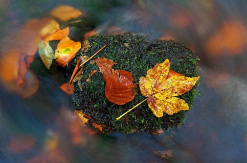 Autumn leaves in the Nidda river