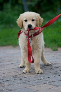 Golden Retriever puppy on a leash