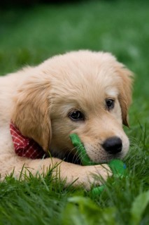 Golden Retriever puppy