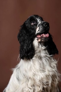 English Cocker Spaniel