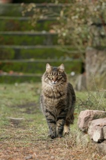 House Cat