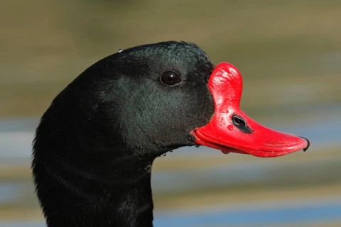 Common Shelduck (Tadorna tadorna)
