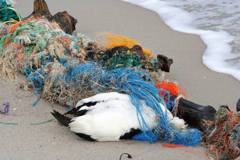 Dead Eider sea-duck (Somateria mollissima)