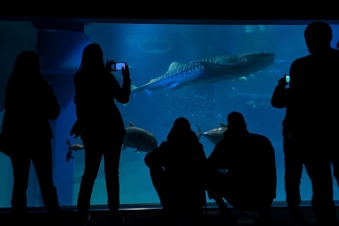 Silhouettes of visitors in front of a large aquarium with sea fish
