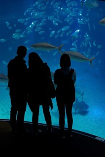 Silhouettes of visitors in front of a large aquarium with large fish