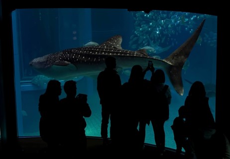 Silhouettes of visitors in front of a large aquarium with sea fish