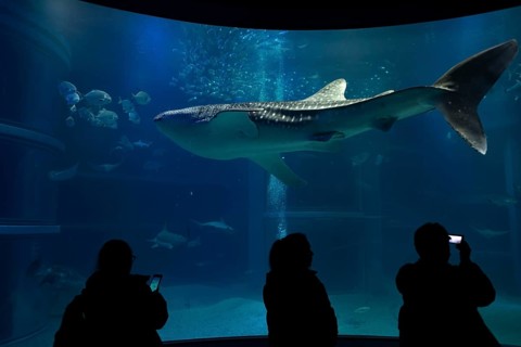 Silhouettes of visitors in front of a large aquarium with fish