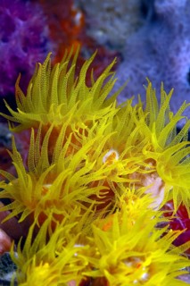 Orange Cup Coral (Tubastrea coccinea)