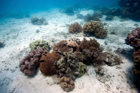Sandy sea floor