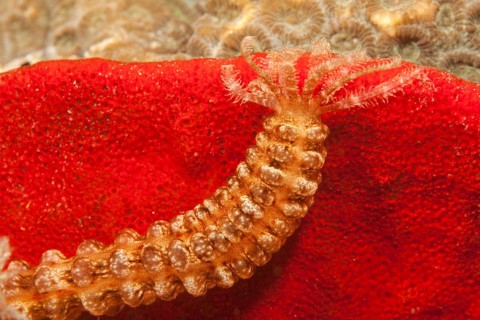 Sea Cucumber (Synapta sp.)