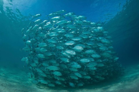 Typical swarming behavior of a school of Bigeye Trevally (Caranx sexfasciatus) in a lagoon