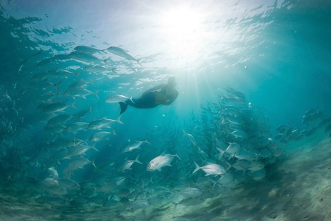 Women snorkling dressed as a mermaid in a school of Bigeye Trevally (Caranx sexfasciatus) in a lagoon