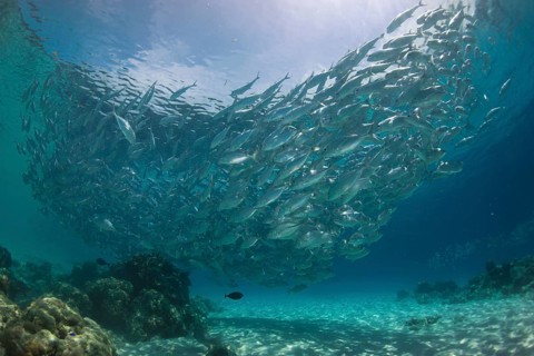 Typical swarming behavior of a school of Bigeye Trevally (Caranx sexfasciatus) in a lagoon