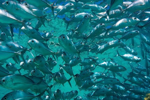School of Bigeye Trevally (Caranx sexfasciatus) in a lagoon